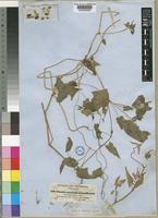 Type of Thunbergia alata Bojer ex Sims var. reticulata (Hochst. ex Nees) Burkill [family ACANTHACEAE]