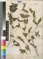 Syntype of Thunbergia mollis Lindau [family ACANTHACEAE]