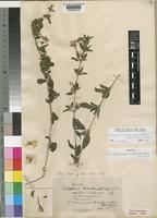 Isotype of Calophanes hildebrandtii S.Moore [family ACANTHACEAE]