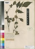 Phaulopsis ciliata (Willd.) Hepper [family ACANTHACEAE]