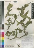 Holotype of Neuracanthus africanus T.Anderson ex S.Moore var. masaicus Bidgood & Brummitt [family ACANTHACEAE]