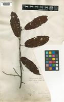 Prunus cornuta Wallich [family ROSACEAE]