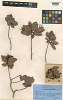 Isotype of Ardisia byrsonimae Stearn [family MYRSINACEAE]