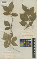 Type of Lonicera chrysantha Turcz. [family CAPRIFOLIACEAE]