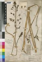 Type of Drimia elata Jacq. var. cooperi Baker [family HYACINTHACEAE]