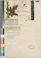 Seddera suffruticosa (Schinz) Hallier f. var. hirsutissima Hallier f. [family CONVOLVULACEAE]