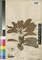 Type of Uapaca nitida Müll.Arg. [family EUPHORBIACEAE]