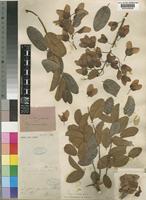 Hymenocardia acida Tul. [family EUPHORBIACEAE]