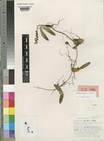 Holotype of Bulbophyllum bavonis J.J.Verm. [family ORCHIDACEAE]