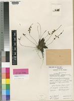 Holotype of Bulbophyllum curvimentatum J.J.Verm. [family ORCHIDACEAE]
