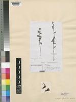 Type of Eulophia florulenta Kraenzl. [family ORCHIDACEAE]