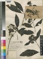 Tarenna pavettoides (Harv.) Sim [family RUBIACEAE]