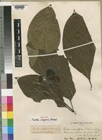Isotype of Pavetta congensis Bremek. [family RUBIACEAE]