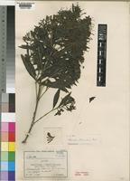 Type of Pavetta alexandrae Bremek. [family RUBIACEAE]