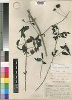 Type of Pavetta divaricata Bremek. [family RUBIACEAE]