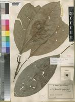 Isotype of Psychotria calceata E.M.A.Petit [family RUBIACEAE]