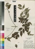 Canthium oligocarpum Hiern subsp. angustifolium Bridson [family RUBIACEAE]
