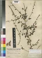 Tinnea pearsonii Robyns & Lebrun [family LABIATAE]