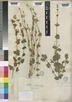 Nepeta septemcrenata Ehrenb. ex Benth. [family LABIATAE]