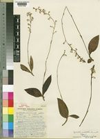 Holotype of Cynorchis anisoloba Summerh. [family ORCHIDACEAE]