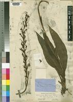 Type of Habenaria thomana Rchb.f. [family ORCHIDACEAE]
