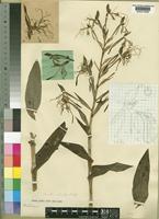 Type of Bonatea antennifera Rolfe [family ORCHIDACEAE]