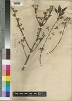 Microsteira curtisii Baker [family MALPIGHIACEAE]