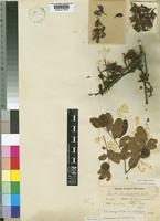 Type of Schotia brachypetala Sond. var. pubescens Burtt Davy [family LEGUMINOSAE-CAESALPINIOIDEAE]