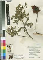 Neotype of Schotia capitata Bolle [family LEGUMINOSAE-CAESALPINIOIDEAE]