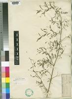 Aeschynomene indica L. [family LEGUMINOSAE-PAPILIONOIDEAE]