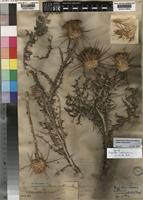 Onopordum dissectum Murb. subsp. dissectum [family COMPOSITAE]