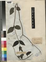 Justicia flava (Vahl) Vahl [family ACANTHACEAE]