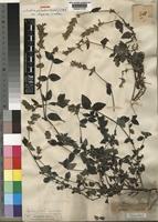 Syntype of Justicia palustris (Hochst.) T.Anderson var. dispersa Lindau [family ACANTHACEAE]