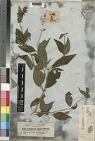 Justicia flava (Vahl) Vahl [family ACANTHACEAE]