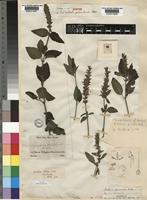 Justicia flava (Vahl) Vahl [family ACANTHACEAE]