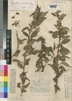 Impatiens gomphophylla Baker [family BALSAMINACEAE]
