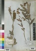 Eriosema psoraleoides (Lam.) G.Don [family LEGUMINOSAE-PAPILIONOIDEAE]