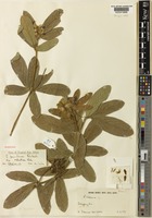 Holotype of Eriosema pauciflorum Klotzsch var. robustum Verdc. [family LEGUMINOSAE-PAPILIONOIDEAE]