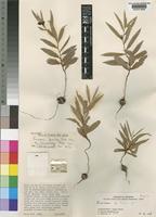 Holotype of Eriosema pumilum Verdc. var. lanceolatum Verdc. [family LEGUMINOSAE-PAPILIONOIDEAE]