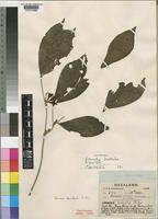 Heinsenia diervilleoides K.Schum. [family RUBIACEAE]