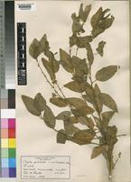 Clutia pulchella L. var. franksiae Prain [family EUPHORBIACEAE]