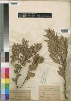 Rhus magalismontana Sond. [family ANACARDIACEAE]