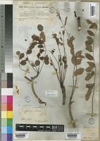 Sclerocarya birrea Hochst. [family ANACARDIACEAE]