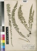 Asplenium erectum Bory ex Willd. [family ASPLENIACEAE]