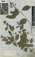 Hamelia patens Jacq. var. glabra Oerst. [family RUBIACEAE]