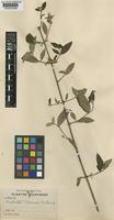 Guettarda gaumeri Standl. [family RUBIACEAE]