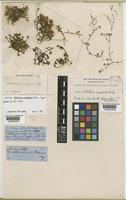 Isotype of Portulaca brevifolia Urb. [family PORTULACACEAE]