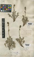 Holotype of Acaena integerrima Gillies [family ROSACEAE]