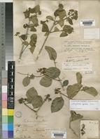 Strychnos spinosa Lam. [family LOGANIACEAE]