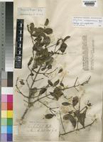 Holotype of Strychnos wakefieldii Baker [family LOGANIACEAE]